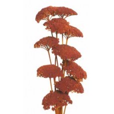 YARROW Orange 22" -